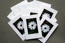 Daisy Notecard - pack of 5 Notecards - dr15-0001